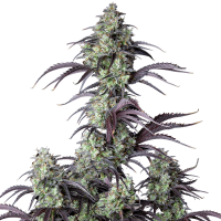 Fast Buds Seeds - Mimosa Cake | Autoflowering mag | 10 darab