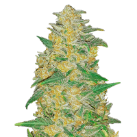 Fast Buds Seeds - Original AK | Autoflowering mag | 10 darab