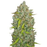 Fast Buds Seeds - Original Bubblegum | Autoflowering mag | 10 darab