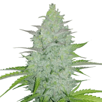 Fast Buds Seeds - Original Cheese | Autoflowering mag | 5 darab