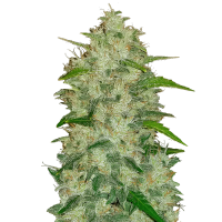 Fast Buds Seeds - Original Chemdawg | Autoflowering mag | 5 darab