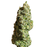 Fast Buds Seeds - Original Critical | Autoflowering mag | 10 darab