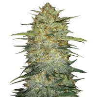 Fast Buds Seeds - Original OG Kush | Autoflowering mag | 10 darab