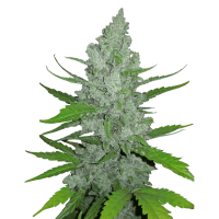 Fast Buds Seeds - Original Sour Diesel | Autoflowering mag | 5 darab