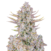 Fast Buds Seeds - Purple Punch | Autoflowering mag | 10 darab