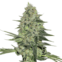 Fast Buds Seeds - Rhino Ryder | Autoflowering mag | 10 darab