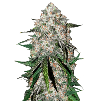 Fast Buds Seeds - Smoothie Auto | Autoflowering mag | 3 darab