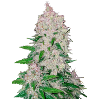 Fast Buds Seeds - Stardawg | Autoflowering mag | 3 darab