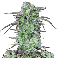 Fast Buds Seeds - Strawberry Banana | Autoflowering mag | 10 darab