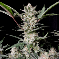 Fast Buds Seeds - Strawberry Gorilla | Autoflowering mag | 10 darab