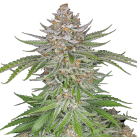 Fast Buds Seeds - Strawberry Pie | Autoflowering mag | 3 darab