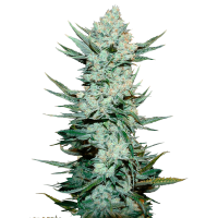 Fast Buds Seeds - Tangie Matic | Autoflowering mag | 3 darab