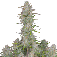 Fast Buds Seeds - Wedding Cheesecake | Autoflowering mag | 3 darab