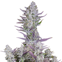 Fast Buds Seeds - Wedding Glue | Autoflowering mag | 10 darab