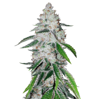 Fast Buds Seeds - West Coast OG | Autoflowering mag | 5 darab