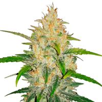 Fast Buds Seeds - Zkittlez | Autoflowering mag | 3 darab