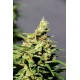 Kannabia Seeds - Bcn Diesel Cbd | Feminizált mag | 10 darab