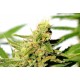 Kannabia Seeds - Bcn Diesel Cbd | Feminizált mag | 3 darab