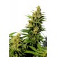 Kannabia Seeds - Bcn Diesel Cbd | Feminizált mag | 3 darab