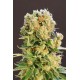 Kannabia Seeds - Diesel Glue | Feminizált mag | 10 darab