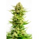 Kannabia Seeds - Indica Cream | Feminizált mag | 10 darab