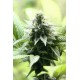 Kannabia Seeds - Indica Cream | Feminizált mag | 10 darab