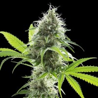 Kannabia Seeds - Kama Kush CBD | Feminizált mag | 10 darab