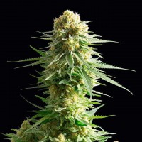 Kannabia Seeds - Kritikal-K | Feminizált mag | 10 darab