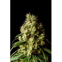 Kannabia Seeds - Mimosa Dream | Feminizált mag | 10 darab