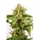 Kannabia Seeds - Monkey Grease | Feminizált mag | 10 darab