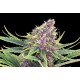 Kannabia Seeds - Purple Kush | Feminizált mag | 10 darab