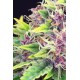 Kannabia Seeds - Purple Kush | Feminizált mag | 10 darab