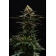 Kannabia Seeds - Sativa Dream | Feminizált mag | 10 darab