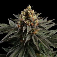 Kannabia Seeds - Sativa Dream | Feminizált mag | 10 darab