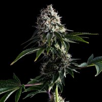 Kannabia Seeds - Swiss Dream Cbd | Feminizált mag | 10 darab