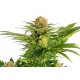 Kannabia Seeds - White Domina | Feminizált mag | 10 darab