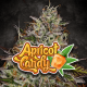 Paradise Seeds - Apricot Candy | Feminizált mag | 10 darab