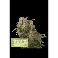 Seed Stocker - Blackberry Gum Fem | Feminizált mag | 1 darab