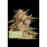 Seed Stocker - Blue Moby® Auto | Autoflowering mag | 1 darab