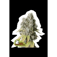 Seed Stocker - Bruce Banner Auto | Autoflowering mag | 1 darab