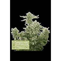 Seed Stocker - Candy Dawg Auto | Autoflowering mag | 3 darab