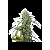 Seed Stocker - CBD 1:1 Silver Lime Haze Auto | CBD & CBG mag | 1 darab