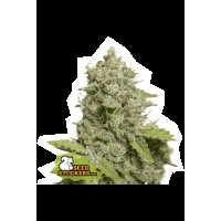 Seed Stocker - CBD Critical XXL Auto | CBD & CBG mag | 25 darab