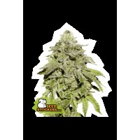 Seed Stocker - Cookies and Cream Fem | Feminizált mag | 25 darab