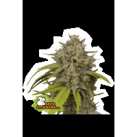 Seed Stocker - Cookies Fast Fem | Feminizált mag | 1 darab