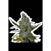 Seed Stocker - Gelato 41 Fast Fem | Feminizált mag | 25 darab