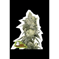 Seed Stocker - Girl Scout Cookies Fem | Feminizált mag | 25 darab