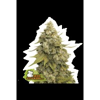 Seed Stocker - Golden Lemon Haze Fem | Feminizált mag | 25 darab