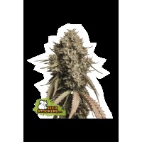 Seed Stocker - Gorilla Cookies Auto | Autoflowering mag | 1 darab