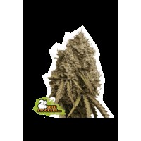 Seed Stocker - Gorilla Cookies Fem | Feminizált mag | 1 darab